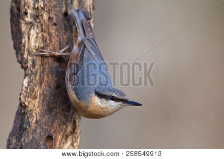 A Nutchatch (sitta Europaea) In A Birch Forest In The Izki Natural Park (bernedo, Basque Country).