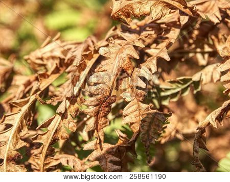 Dry Orange Stalk Of Fern. Extreme Hot In Forest Without Any Rain. Extreme Weather.