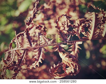 Dry Orange Stalk Of Fern. Extreme Hot In Forest Without Any Rain. Extreme Weather.