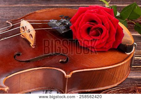 Close Up Old Violin With Red Rose. Brown Vintage Violin With Red Rose Flower Close Up. Bridge Of Old