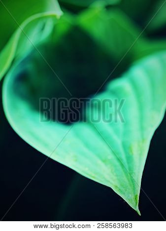 Big Leaved Plant. Ribbed And Glaucous Giant Leaves Of Hostas In Isabella Plantation A Woodland Garde
