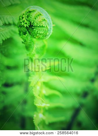 Nephrolepis Exaltata The Sword Fern. Fresh Green Fern Bush In Detail, Looking Into Bush Of Fern In F