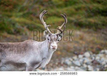 Young Reindeer Looking At The Camera - Close Up