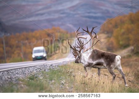 Reindeer With Big Antlers Entering On The Road - Danger For Travelers