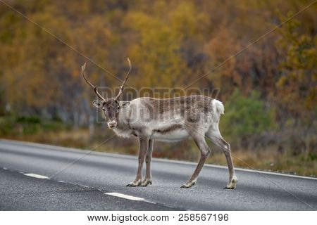 Reindeer  Standing On The Road - (rangifer Tarandus)
