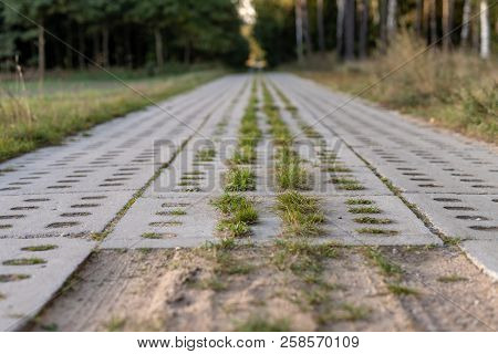 A Dirt Road Leading To The Edge Of The Forest Paved With Concrete Slabs. A Forest Road Prepared For