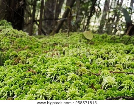Exuberant And Interesting Moss (bryophyta) Of Intense Green Color, Forming A Dense Layer Of Plant Ma