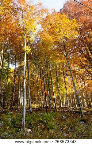 Trees In Autumn Season Background