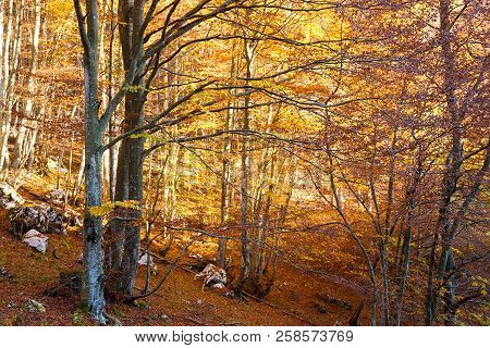 Trees In Autumn Season Background