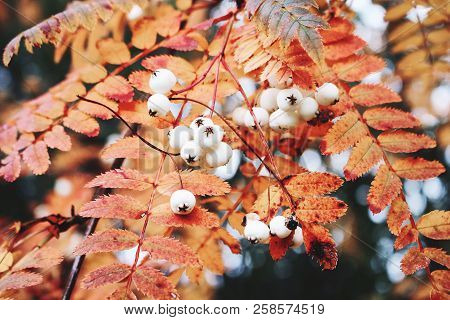 Closeup Of Autumn Red Colored Leaves And White Berries Of Chinese Rowan Tree, Sorbus Koehneana In Na