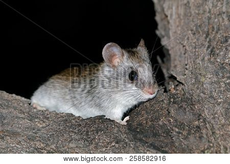 A nocturnal Acacia tree rat (Thallomys paedulcus) sitting in a tree, South Africa