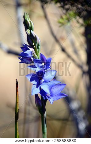 Flowers And Buds Of The Australian Purple Spotted Sun Orchid, Thelymitra Ixioides, Royal National Pa