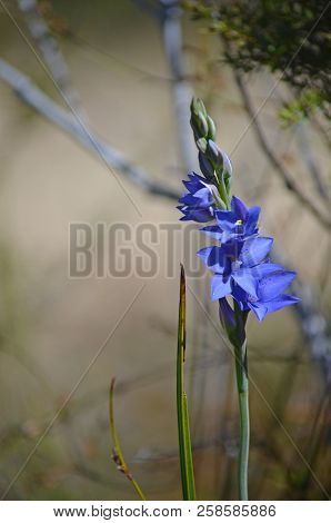 Flowers And Buds Of The Australian Purple Spotted Sun Orchid, Thelymitra Ixioides, Royal National Pa