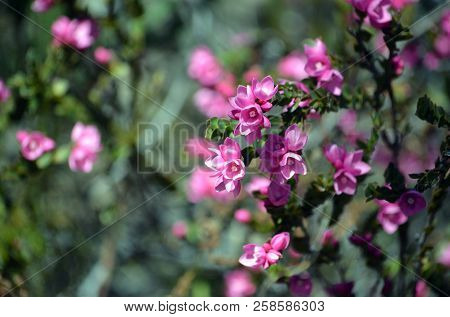 Pink Flowers Of The Australian Native Rose, Boronia Serrulata, Family Rutaceae, Royal National Park,