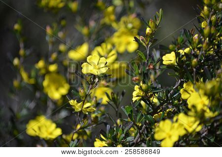 Yellow Flowers Of The Australian Native Hibbertia Monogyna, Family Dilleniaceae, Growing In Heath In