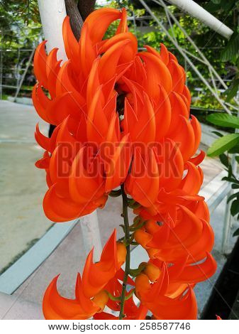 Close Up Orange Flower,newguinea Creeper, Red Jade Vine In Garden