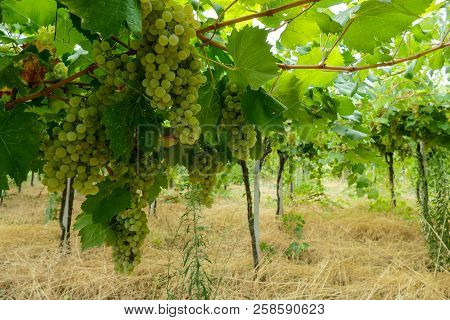 Bunches Of Wine Grapes Hanging On The Plant