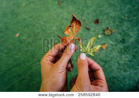Woman Holding Two Yellow Autumn Leaves In Hands.