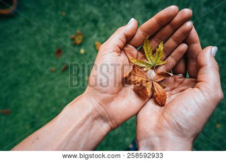 Yellow Autumn Leaves In The Palm Of A Girl.