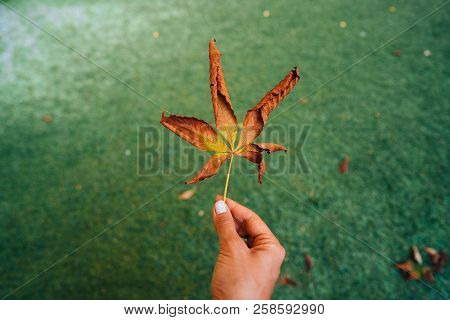 Woman Hold Nice Yellow Leaf In Hand.