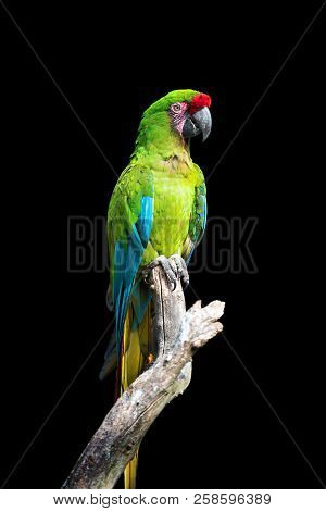 Parrot Bird (severe Macaw) Sitting On The Branch On Dark Background