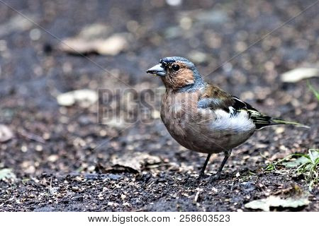 Chaffinch, The Bird With Latin Name Fringilla Coelebs Sitting On The Ground