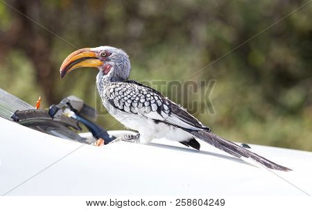 Southern Yellow-billed Hornbill (tockus Leucomelas)