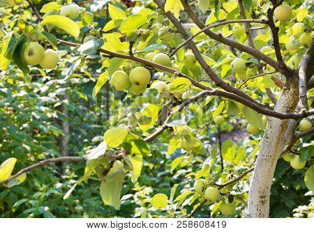 Ripe Sweet Apples Grow On A Tree Branch