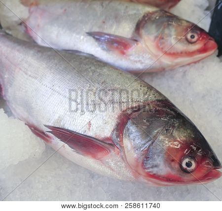 Image Of Silver Carps On An Ice