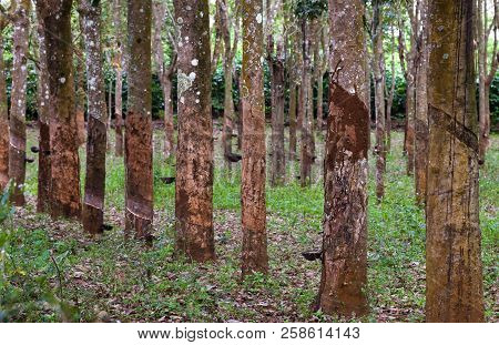 Production Of Caoutchouc From Rubber Trees In Vietnam