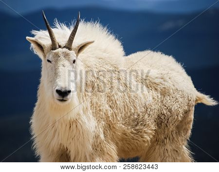 Mountain Goat In Colorado's Rocky Mountains, United States.