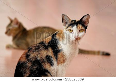 Porttrait Beautiful Thai Cat Animal Pet Eyes Pretty