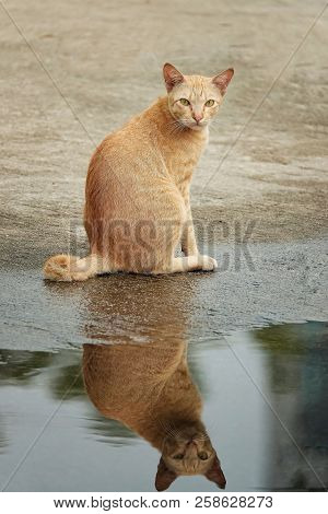 Porttrait Beautiful Thai Cat Animal Pet Eyes Pretty