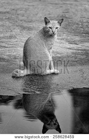 Porttrait Beautiful Thai Cat Animal Pet Eyes Pretty