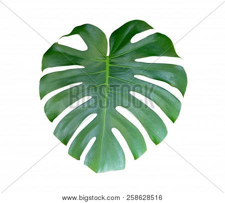 Mexican Breadfruit Or Swiss Cheese Plant Isolate On White Background