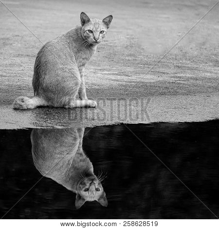 Porttrait Beautiful Thai Cat Animal Pet Eyes Pretty