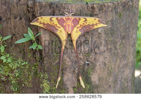 Butterfly Is Name Moon Moth Or Maenas Silkmoth