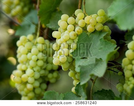 Grapes On Vine Stock At Wine Yard