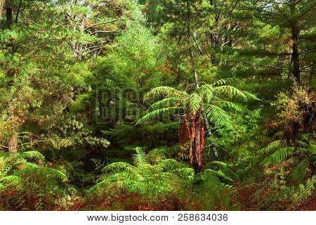 Dense thicket in the temperate rainforest, North Island, New Zealand. 