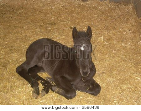 Colt