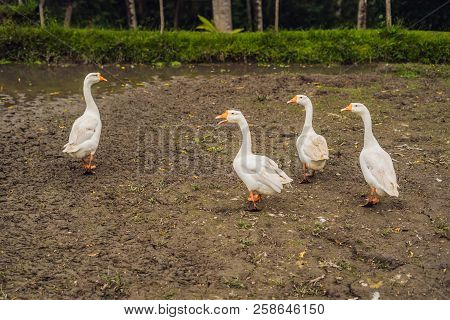 Geese Walk Through Mud And Semidark In The Village