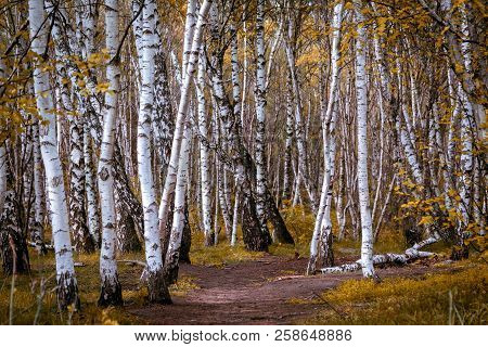 Anfractuous Path Among White Birches On A Sunny Autumn Day