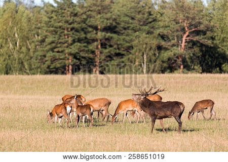 Red Deer Group With Belling Deer Stag In Autumn. Autumn Landscape With Herd Of Deer. Cervus Elaphus.