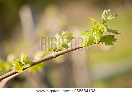 Branch Of Vine  With First Green Leaves In Vineyard In Early Spring