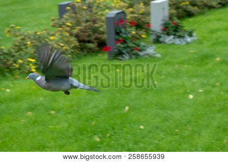 Dove Flying Near Gravestones In A Cemetery