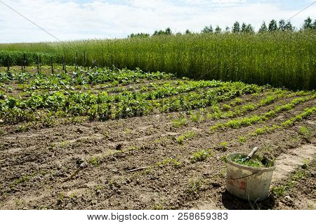 Organic Veggie Patch On A Small Farm