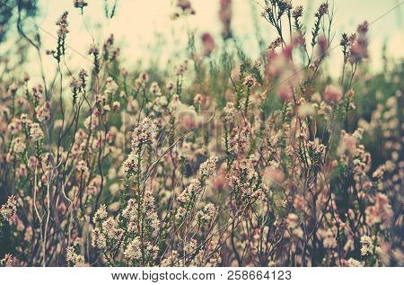 Chaotic Meadow Of A Mass Of Australian Native Pink Swamp Heath Wildflowers, Sprengelia Incarnata, Fa