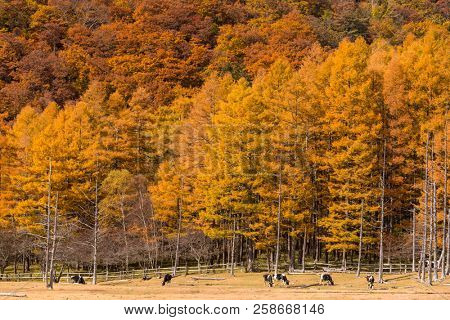 Autumn forest landscape