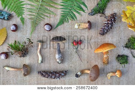 Flat Lay Composition Of Edible Forest Mushrooms, Leaves, Conkers And Cones. Autumn Natural Backgroun