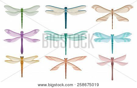 Flat Vector Set Of Beautiful Dragonflies. Small Flying Insects With Fragile Wings